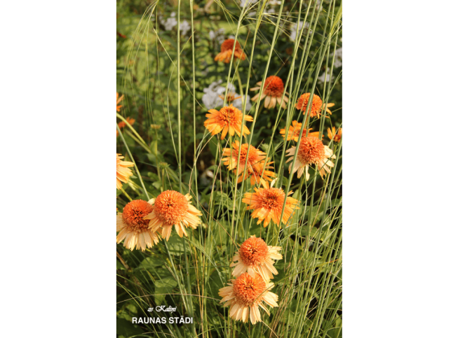 Echinacea   'Supreme Cantaloupe'